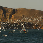Paracas-Gabriel-Herrera-4